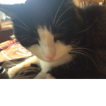 Kitty and kitkats