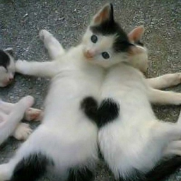 ✦