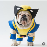 The doge Wolverine