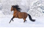 *Horse Riders and Lovers that got Swag*