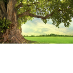 Tree Trade