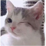 ...:Kitties:...
