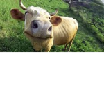Moooooooooooooo-o