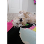 We love doggggys
