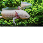 People Axolotl s