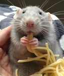 the better rats!