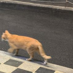 뇌