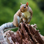 The Squirrel Empire.