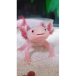 piggy epic fanssss