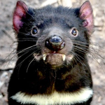 The Rats .Co