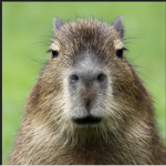 LES BEST CAPYBARA