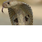 Cobra Only