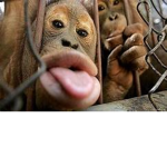 Return To Monkey!