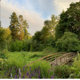 cottage core forest