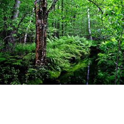 forest...