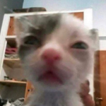 silly kitties :((