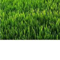 The infinite grass
