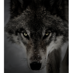 DarkWolfs57