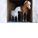 Horse Club!! :)