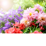 Jay's Garden Club