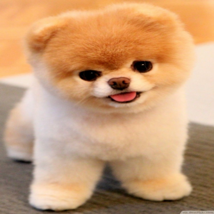 Cute dog Roblox decal