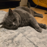 Deadlys ekittens