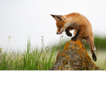 Saving Animal