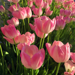 tulipcore