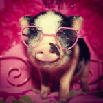 Piggyprincesses