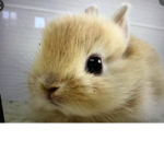 Bunny time yay