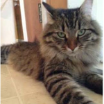 :3 come join if u love cats :3