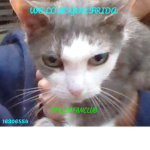 Fridas Cool Cats