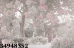 'PinkRoses