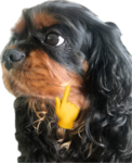 Original Cart Rides