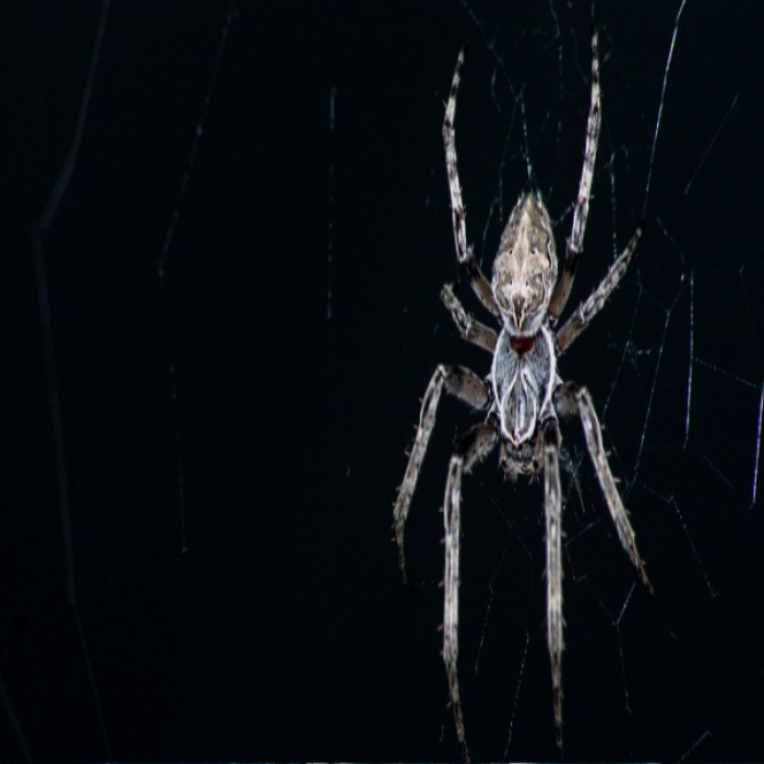 Creepy Spider Roblox decal