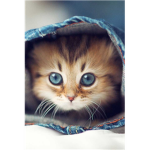 Cats and Kitten lovers