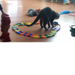 Cats club 2.0