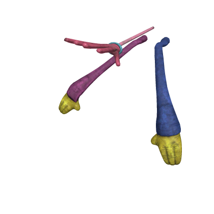 Prototype Hands