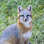 SSSfox