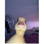trading lol quack