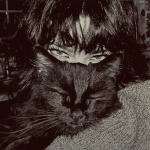 copycatty