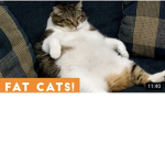 Thickcats