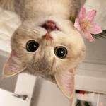 .Gatos