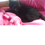 Roblox chaton