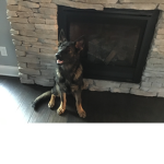 Pupper donation
