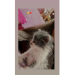 Gatitos de amor