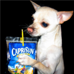 The Pro Chihuahuas