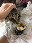 ~Sushi Cat Squad~