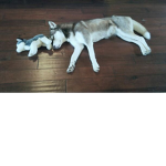 Siberian Husky Fans