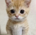 Kittty party